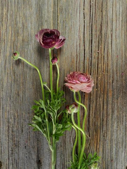 PURPLE RANUNCULUS